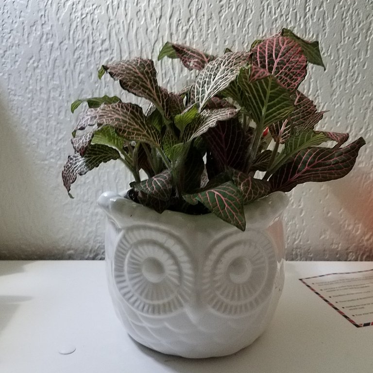 22mar2020_peakd_enternamehere_watercolorplantstudyfittoniaargyroneura__20200322_132419.jpg