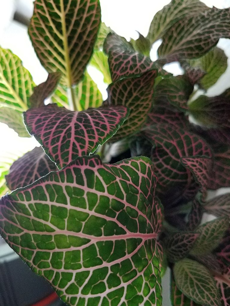 22mar2020peakd_enternamehere_watercolorplantstudyfittoniaargyroneura__20200322_135300.jpg