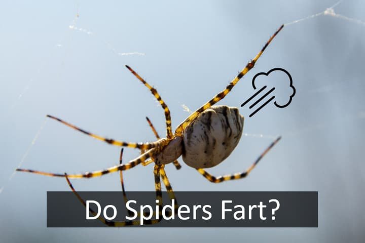 Do-spiders-Fart.jpg
