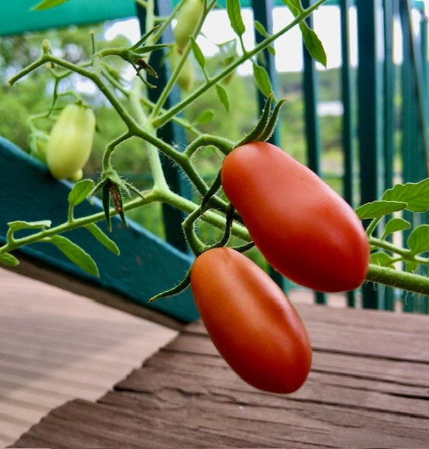 Tomato plant grown from old baby tomato.jpg