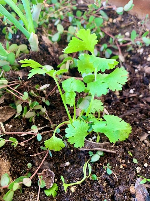 Cilantro grown from seeds.jpg