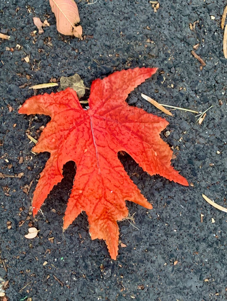 Red Oak Leaf Upside Down.jpeg