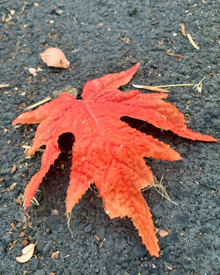 Red Oak Leaf Close Angle.jpeg