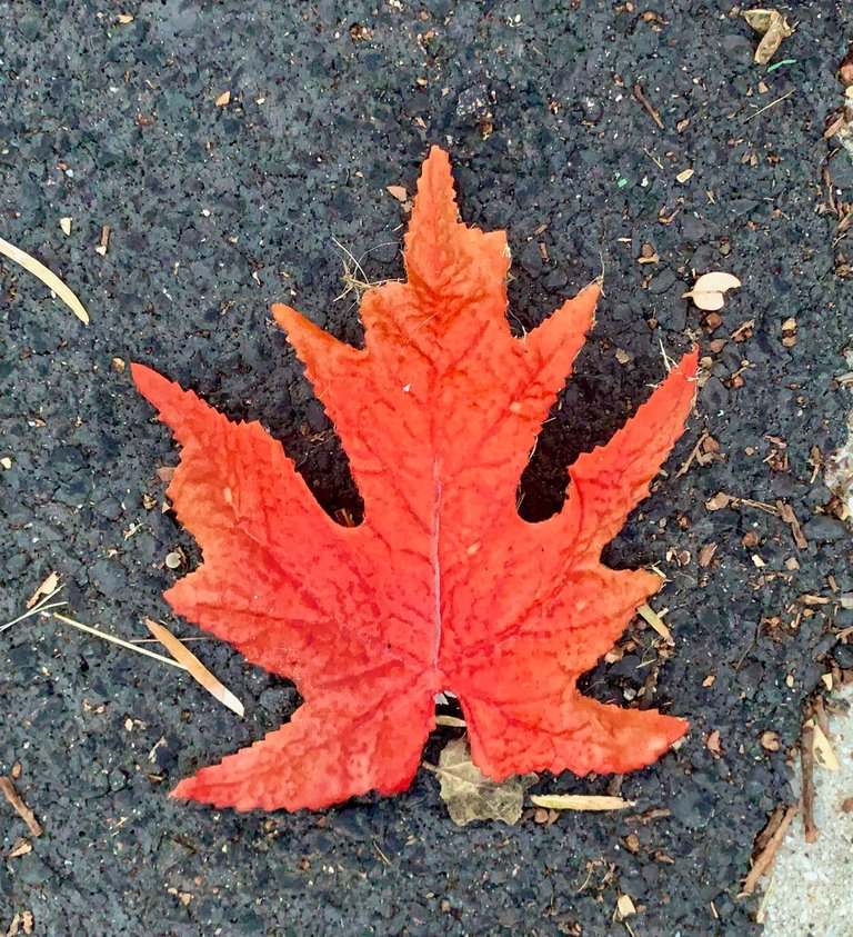 Red Oak Leaf Centered Up.jpeg