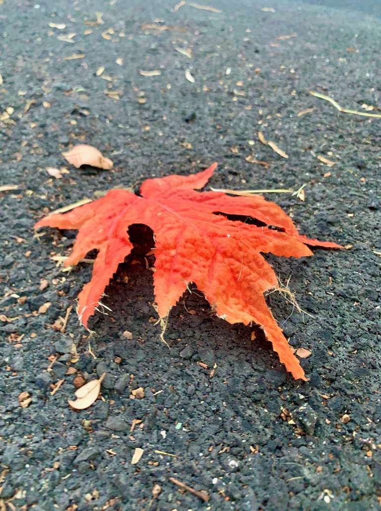 Red Oak Leaf Distant Angle.jpeg