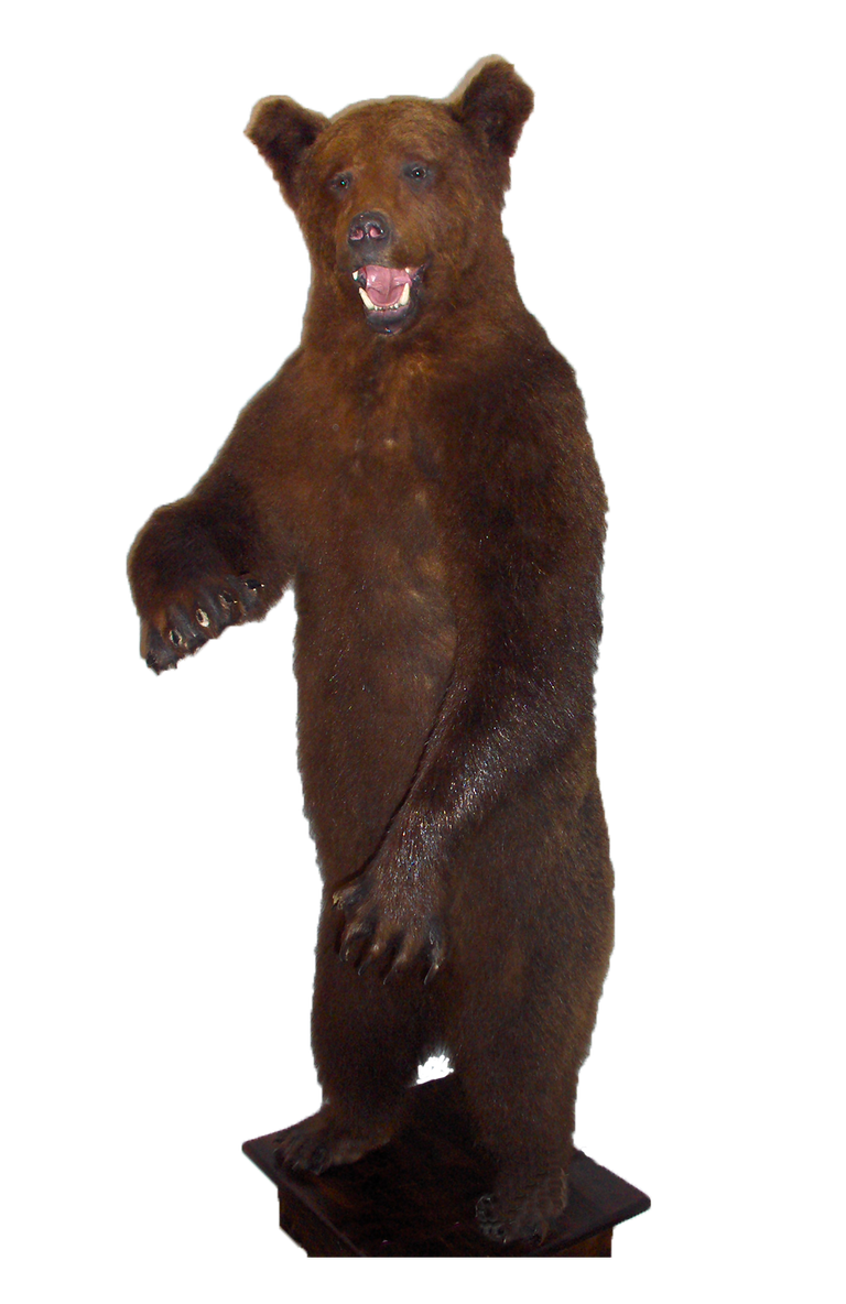 brownbear_lil10_13.png