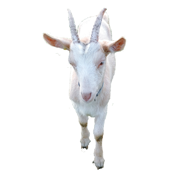 8_goat.png