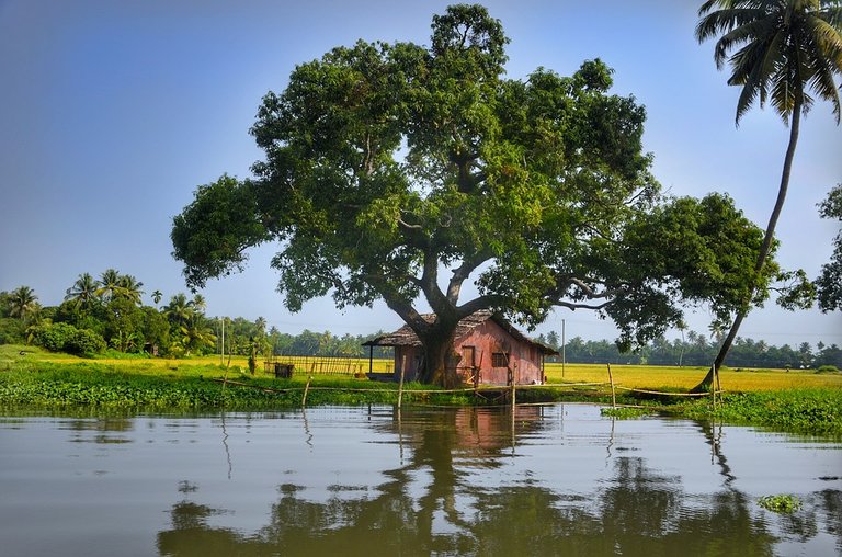 alleppey-3170776_960_720.jpg