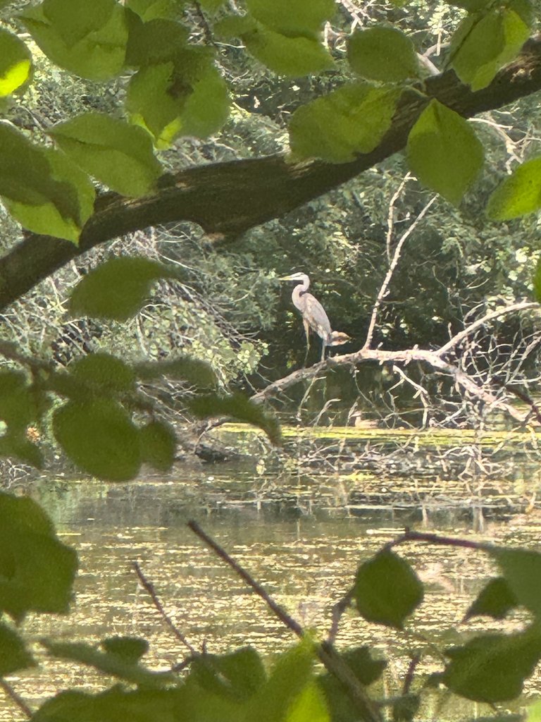 Heron.jpg