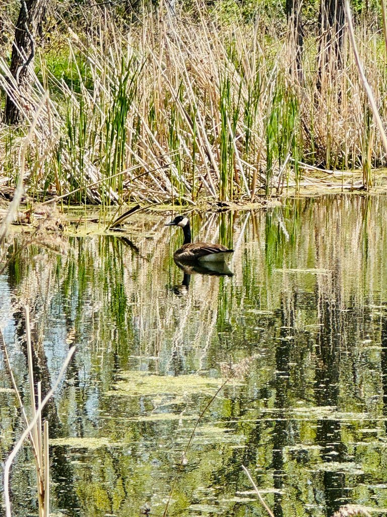 Goose.jpg