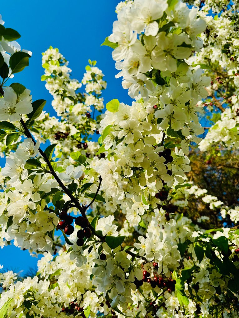 Blooms.jpg