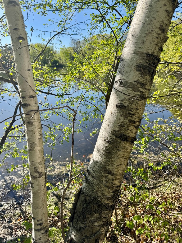 Birch.jpg