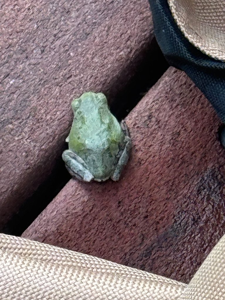 Frog.jpg