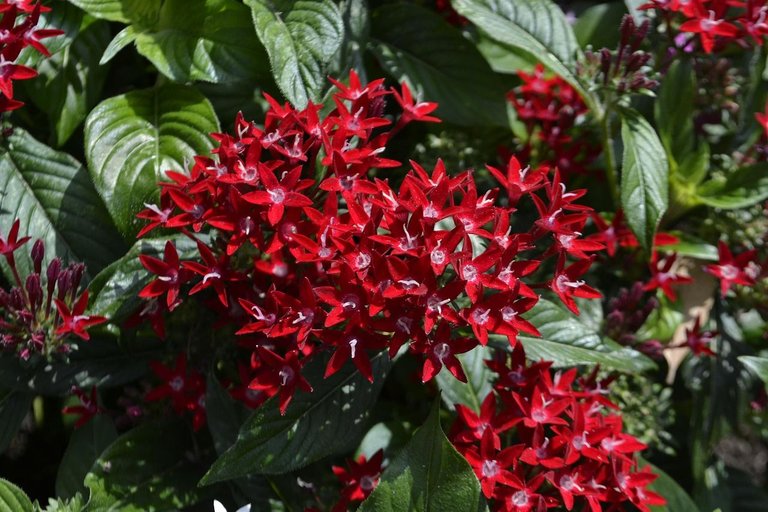 red-flowers-2852028_1280.jpg