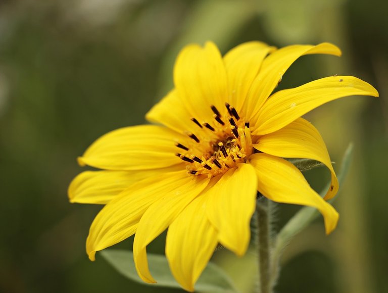 sunflower-2713116_1280.jpg
