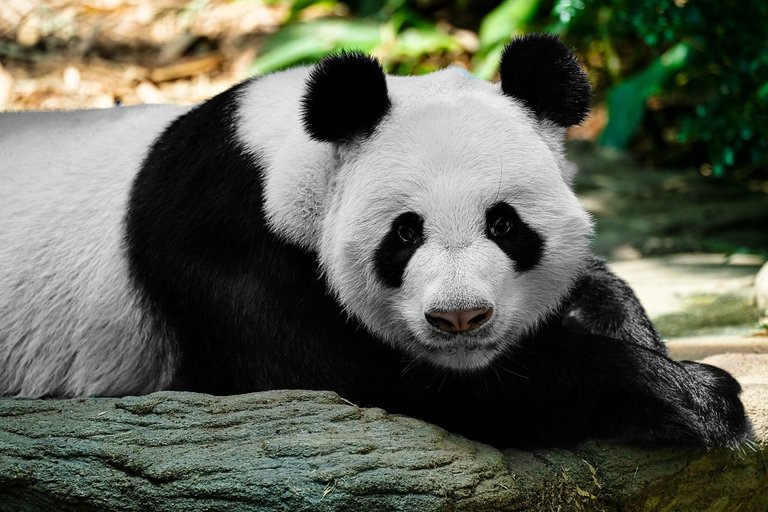 panda-6654167_1280.jpg