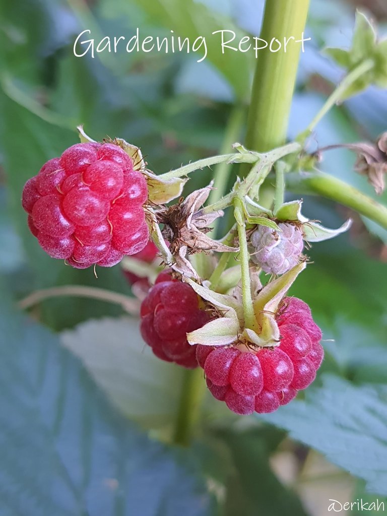 20250820_104516a.JPG