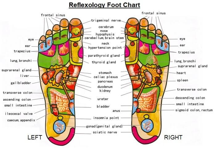 reflexology-foot-chart-with-organs.jpg