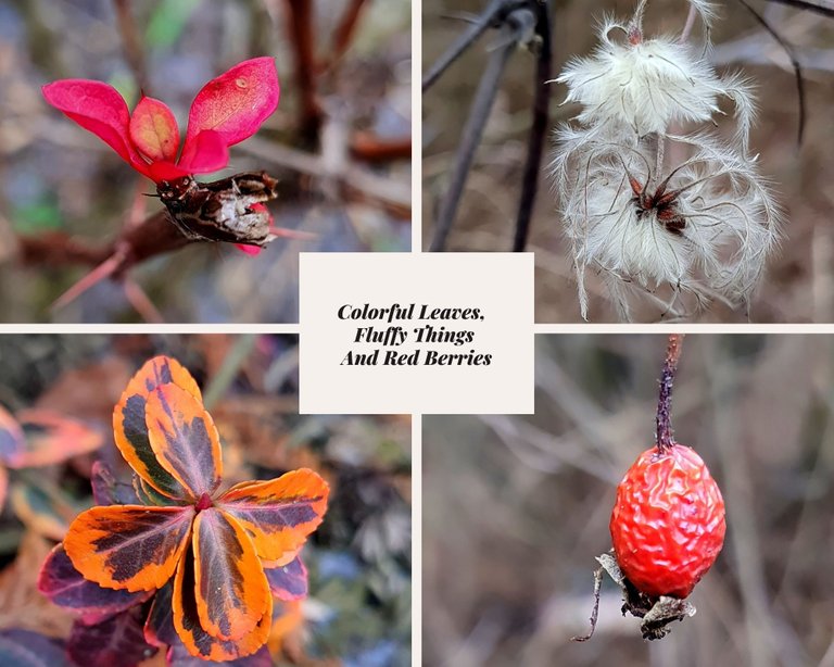 Colorful Leaves, Fluffy Things And Red Berries.jpg