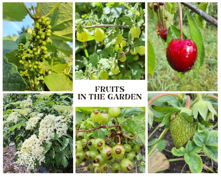 Fruits In The Garden 1.jpg