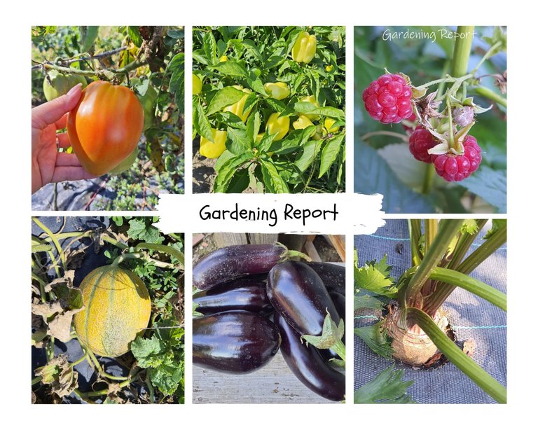 Gardening Report.jpg