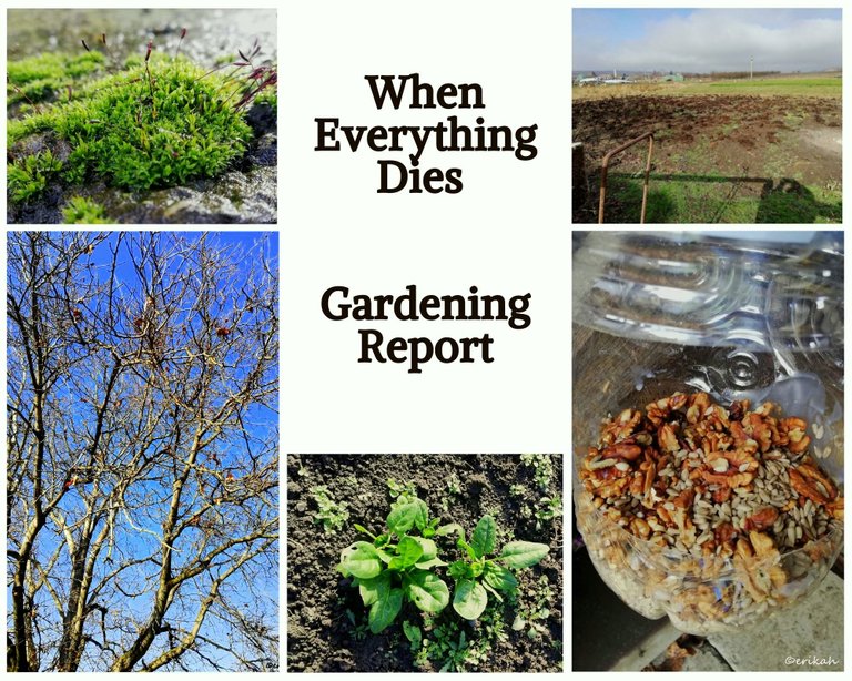 Gardening report 1.jpg