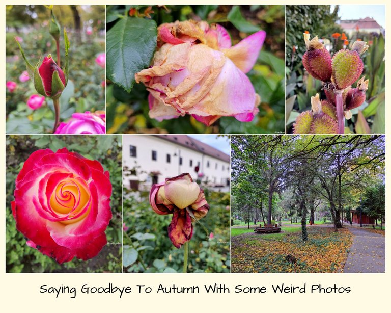 Saying Goodbye To Autumn With Some Weird Photos.jpg