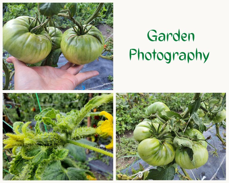 Gardening Photography.jpg