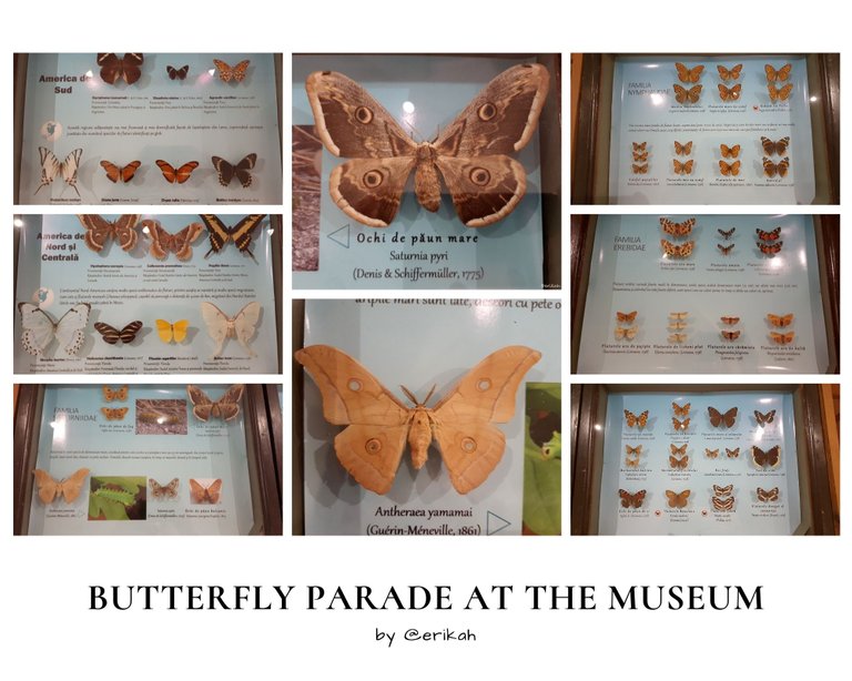 Butterfly Parade At The Museum.jpg