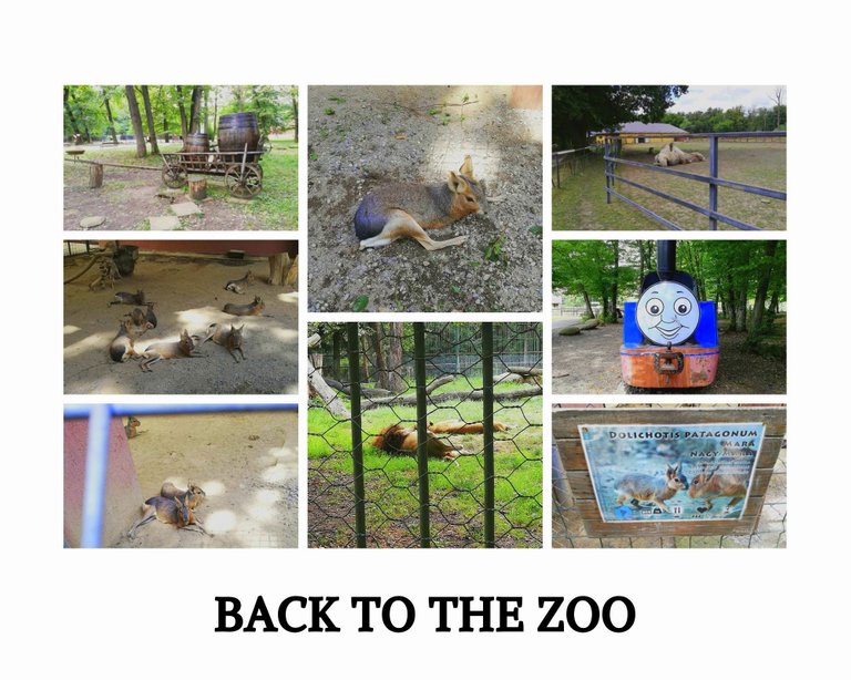 zoo 3.jpg