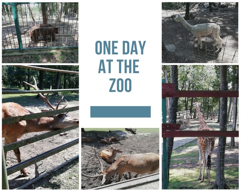 One Day At The Zoo.jpg