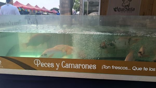 peces1.jpg