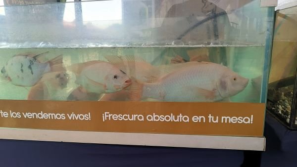 peces.jpg