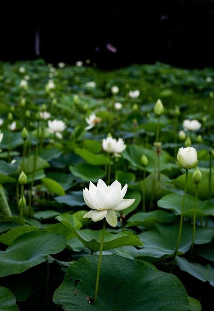 01 Flor del loto.jpg