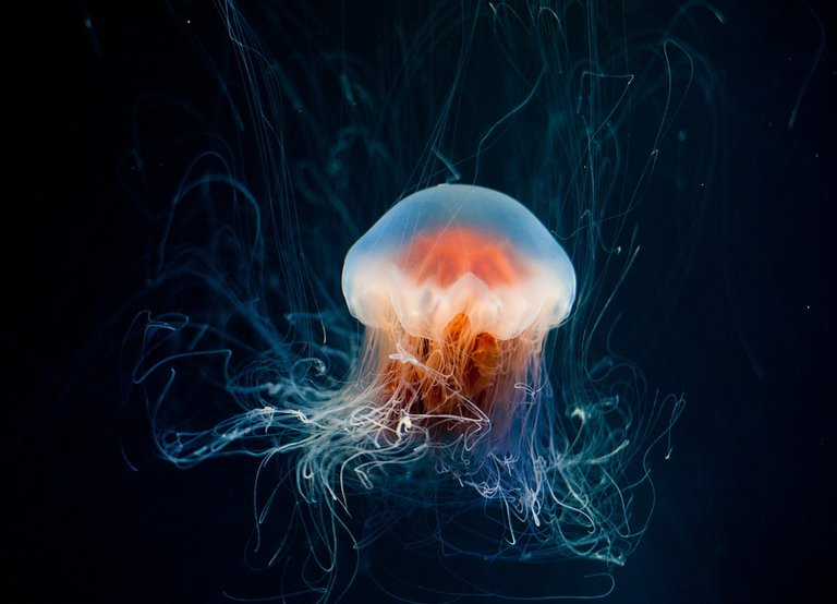 jellyfish-6653502_960_720.jpg