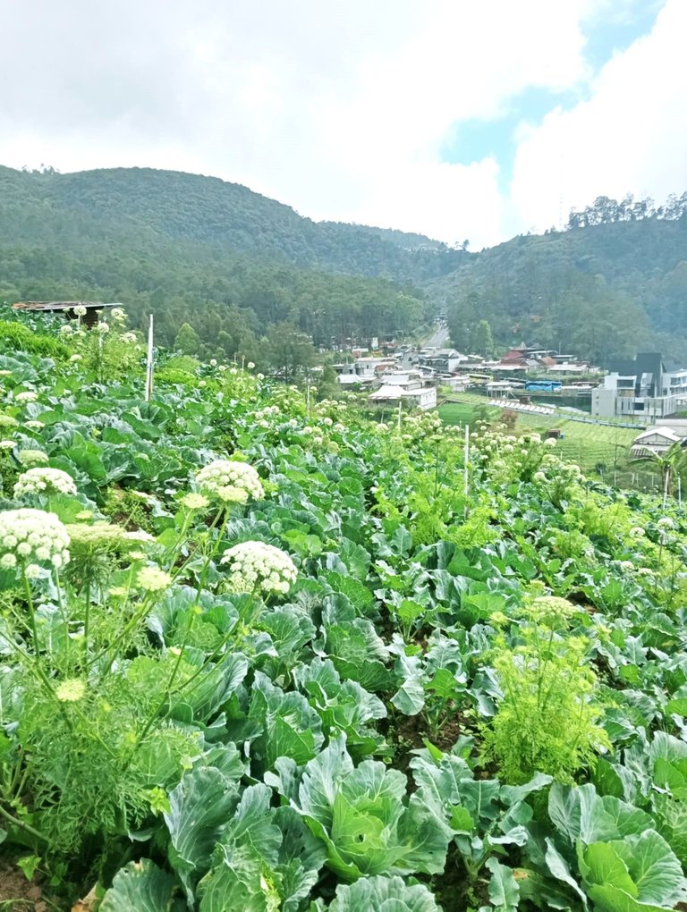 Cauli flower.jpg