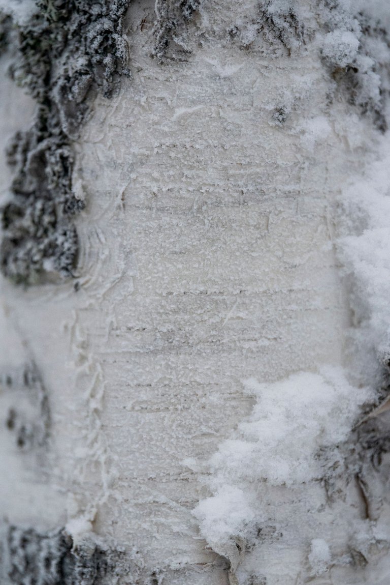 huurre_frost_koivu_birch__kaarna_bark_puu_tree03.jpg