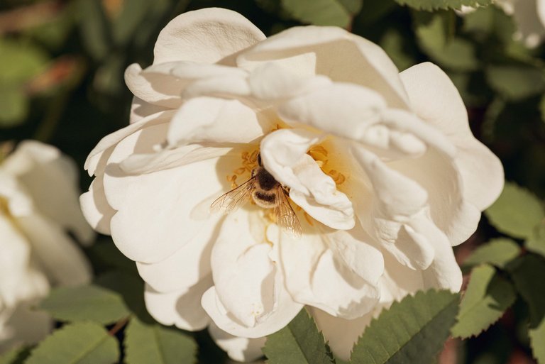 kukkia_mehiläisiä_birds_bees_flowers_macro06.jpg