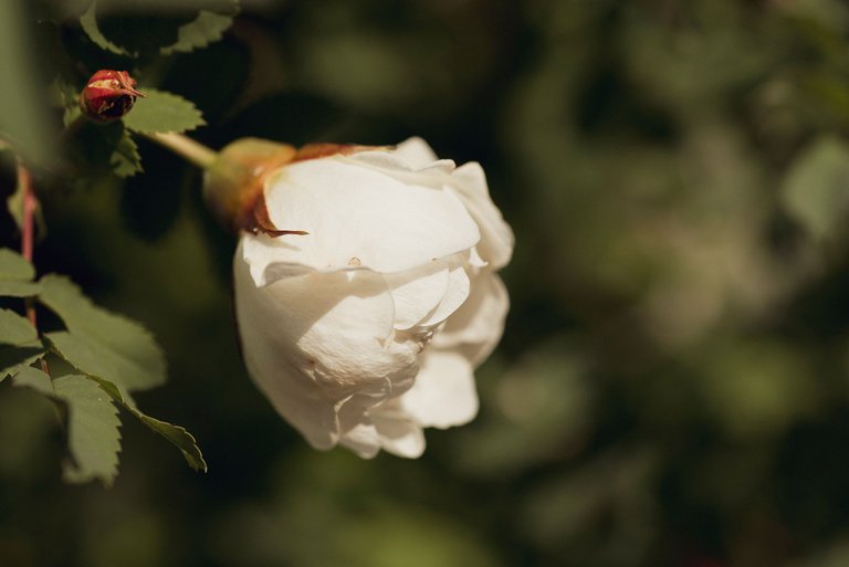 kukkia_mehiläisiä_birds_bees_flowers_macro03.jpg