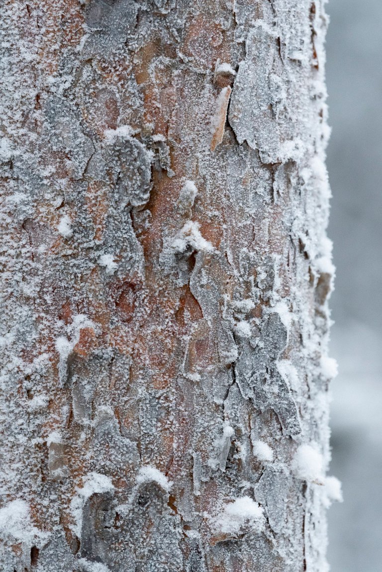 huurre_frost_pine_mänty_kaarna_bark_puu_tree02.jpg