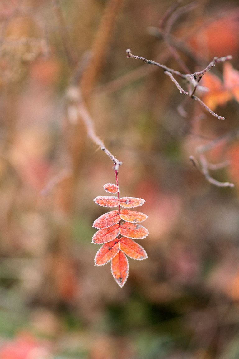 morning_frost_leaves_finland_syksy_kuura06.jpg