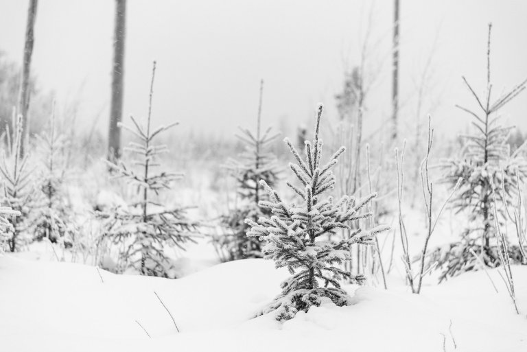 winterwonderland_talvi_lumi_snow_landscape06.jpg