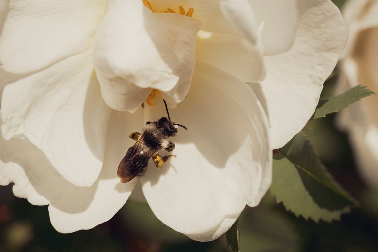 kukkia_mehiläisiä_birds_bees_flowers_macro01.jpg