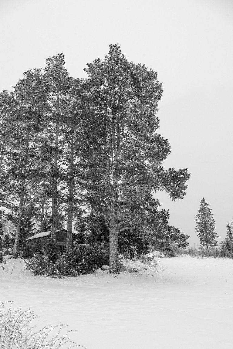 winterwonderland_talvi_lumi_snow_landscape03.jpg