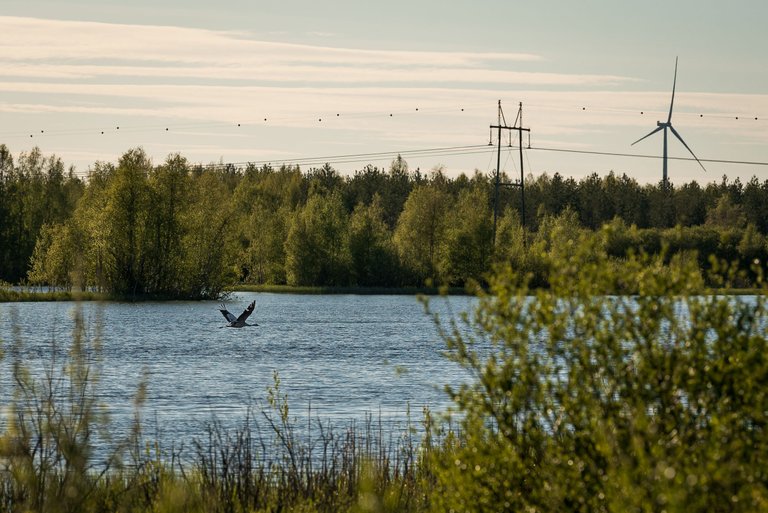 lintujärvi+luontoajelu_29May2021_0069.jpg