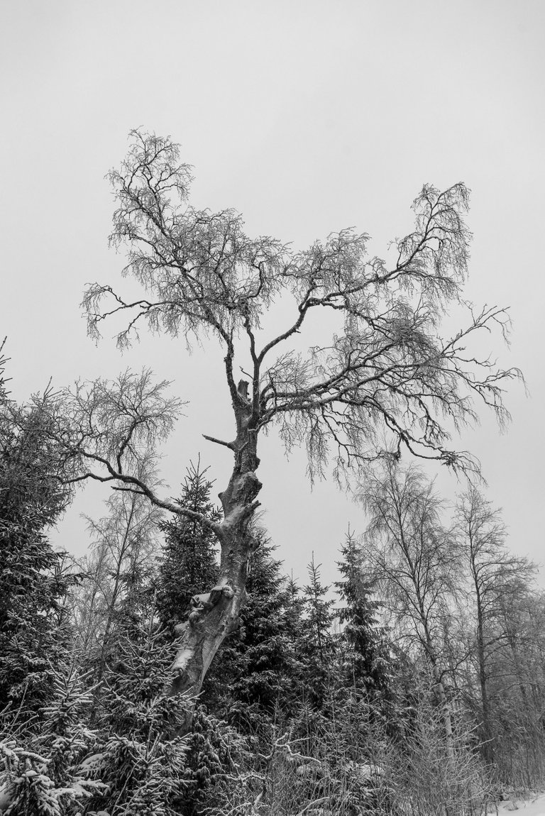 winterwonderland_talvi_lumi_snow_landscape07.jpg