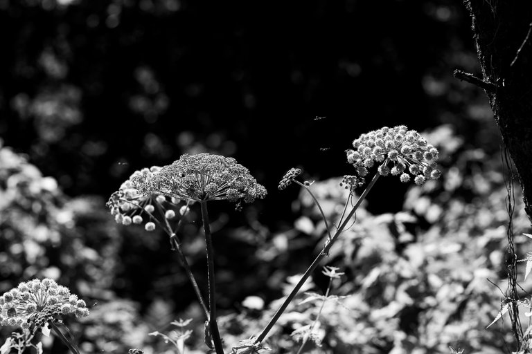 hanko_luontopolku_bw6.jpg