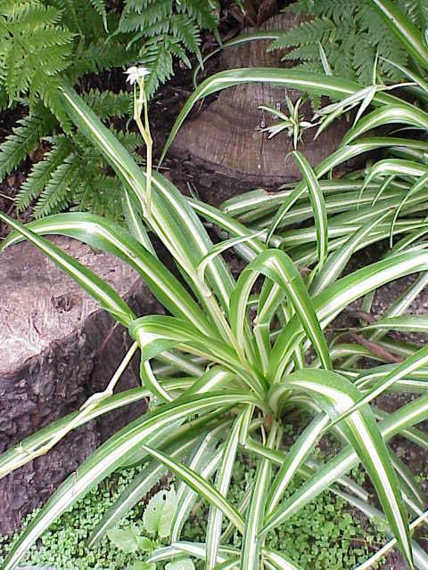 Chlorophytum_comosum0.jpg