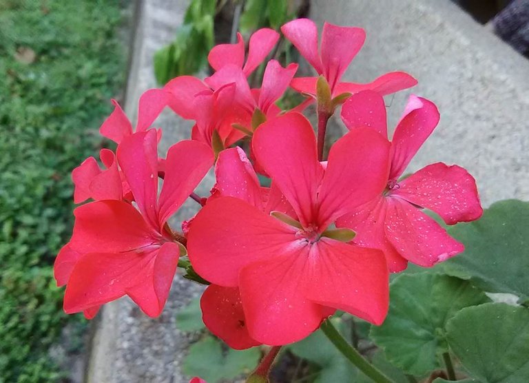flor.jpg