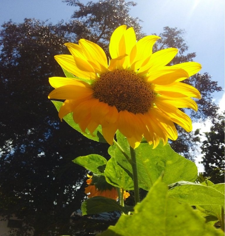 girasol.jpg